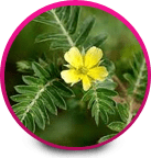 Tribulus - American Women Sexual Dysfunction Problems