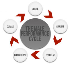Male Cycle